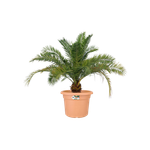 green basics cilinder 80cm terre cuite doux